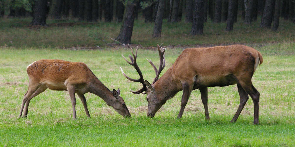 Gasthaus Hirschen Dogern Freizeit Tipps